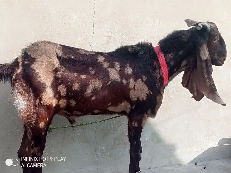 kamori Bakra urgent sale. . . — photo 4