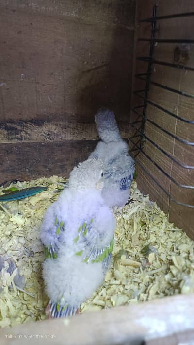 yellow sided conoure high red factor 2 chicks available. . . .
