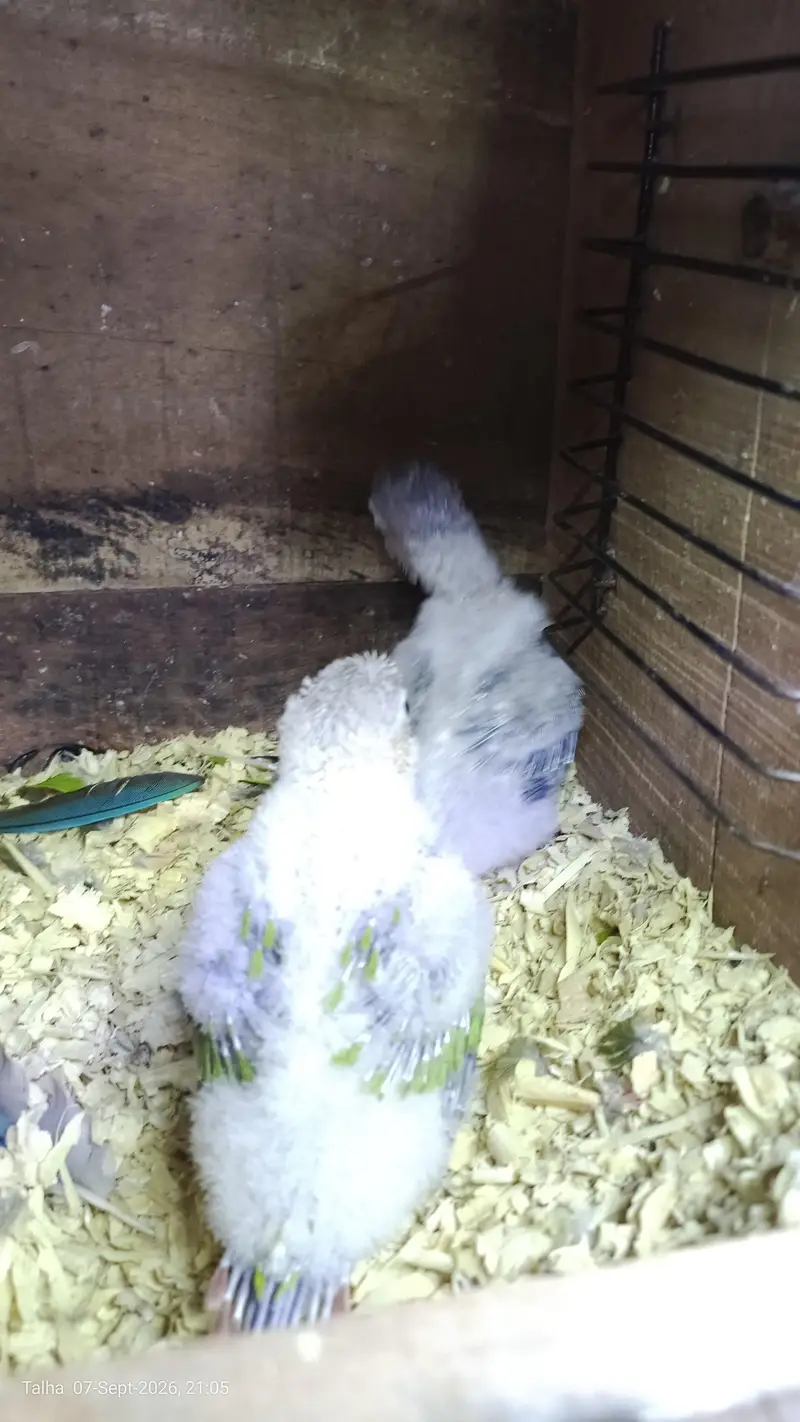 yellow sided conoure high red factor 2 chicks available. . . . — photo 2