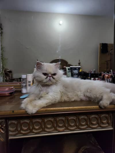 Pure persian piki face female availble for sale