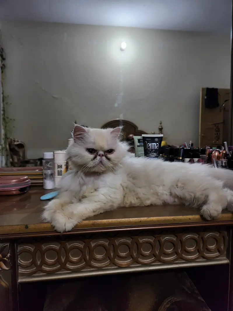Pure persian piki face female availble for sale
