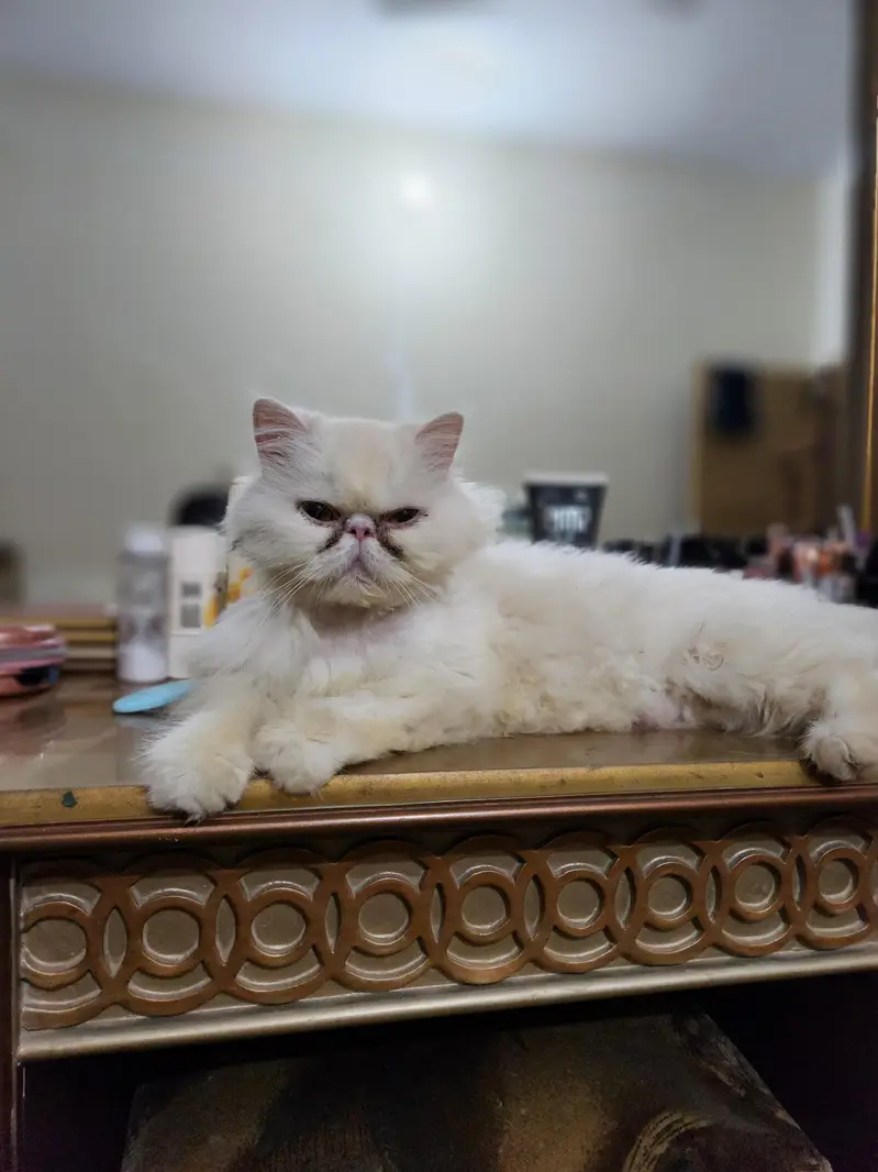 Pure persian piki face female availble for sale — photo 2
