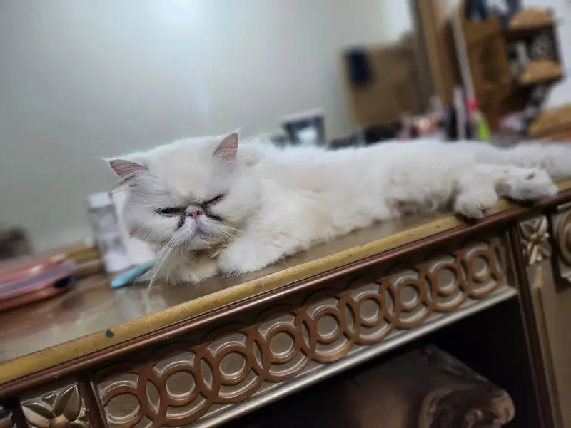 Pure persian piki face female availble for sale — photo 3