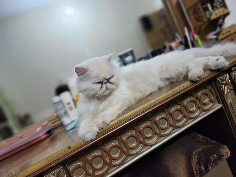 Pure persian piki face female availble for sale — photo 4