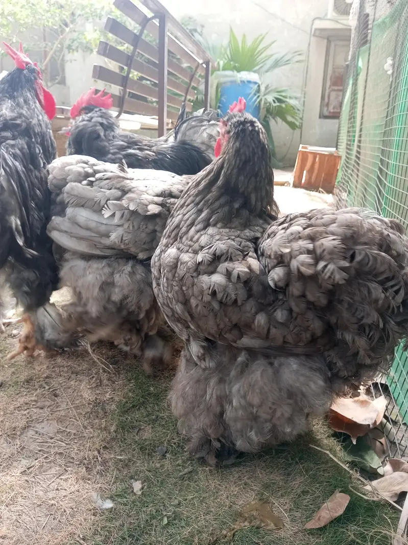 BLUE HEAVY BUFF — photo 8