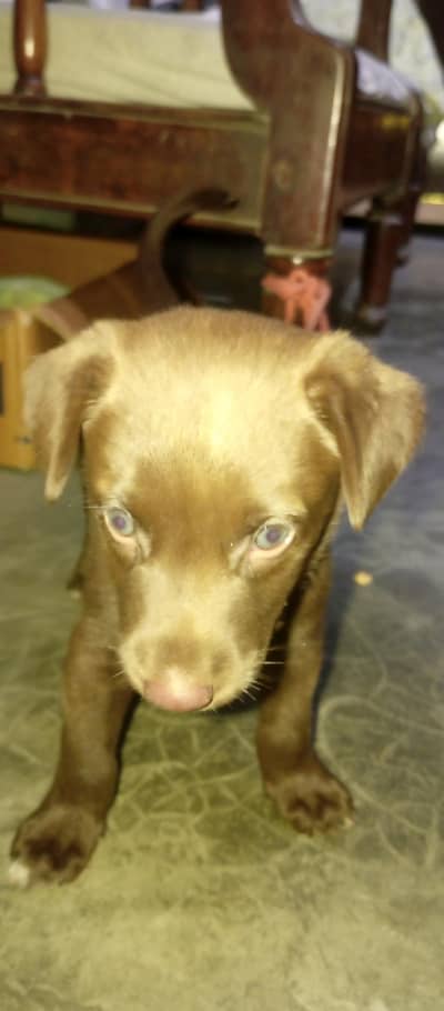 Labrador
