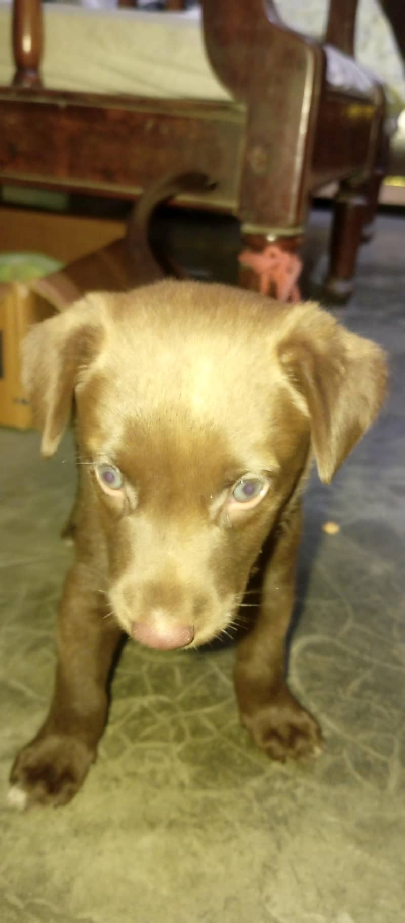 Labrador 0