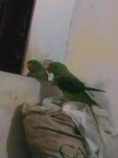 raw parrot for sale 6 month age