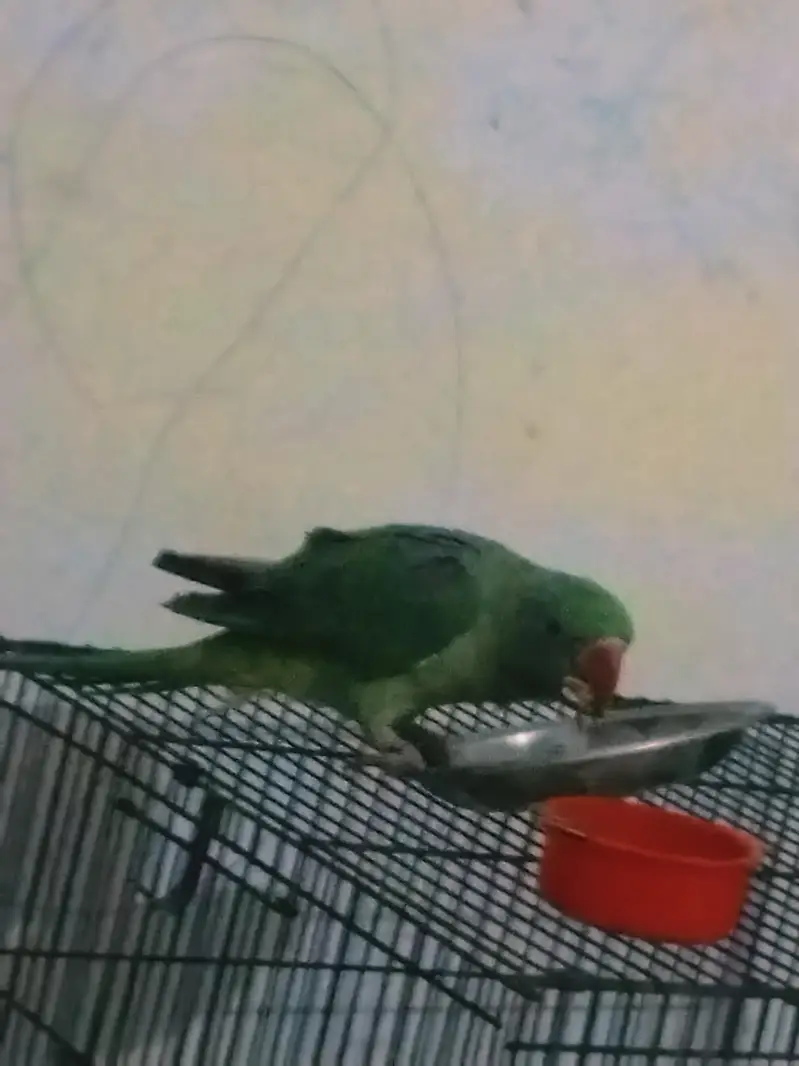raw parrot for sale 6 month age . 321. . 42.2. 2. . 9.2. 1 — photo 2
