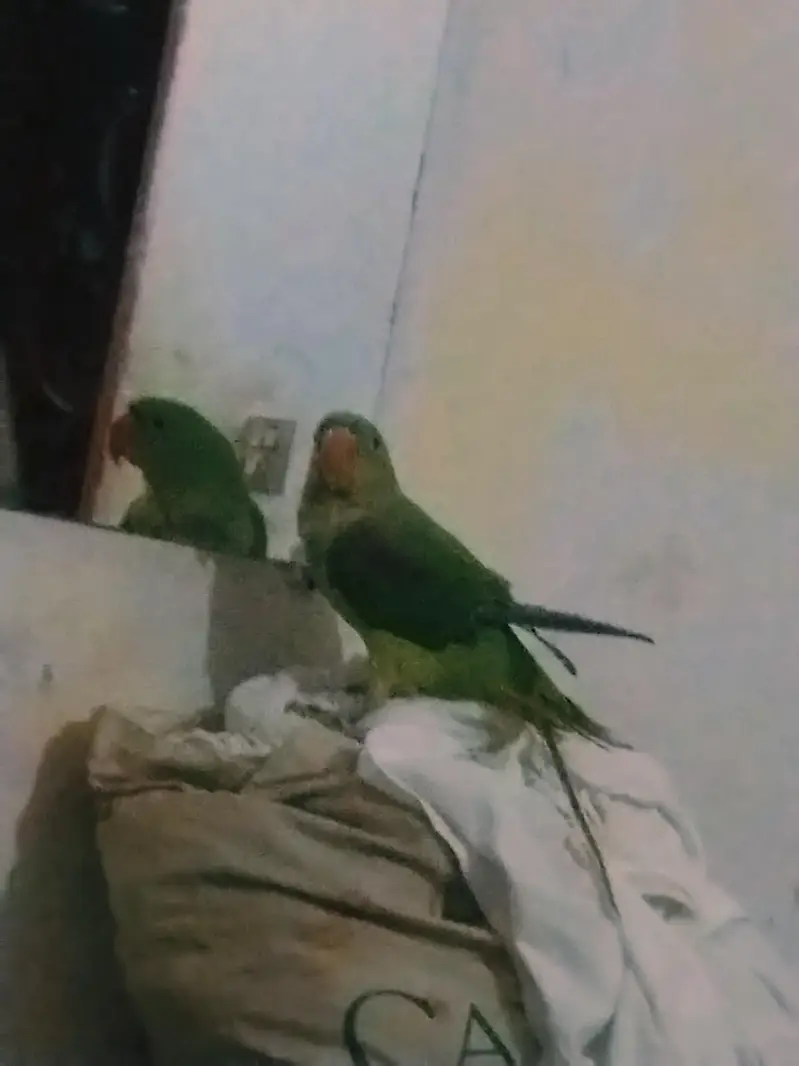 raw parrot for sale 6 month age . 321. . 42.2. 2. . 9.2. 1 — photo 3