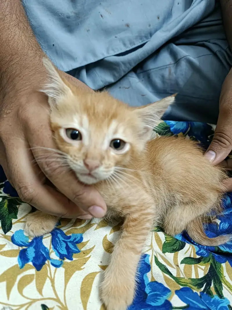 Turkish Angora kitten — photo 4
