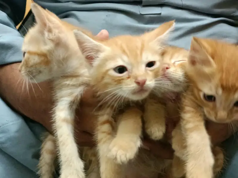 Turkish Angora kitten — photo 5
