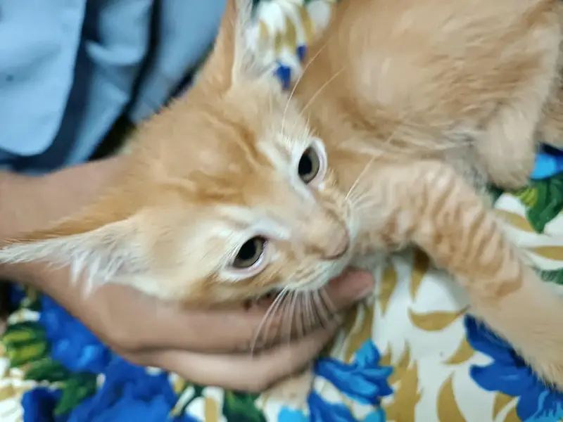 Turkish Angora kitten — photo 8
