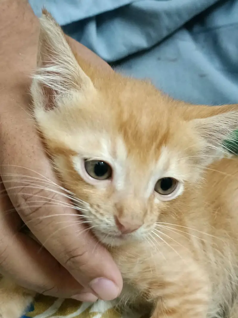 Turkish Angora kitten — photo 9