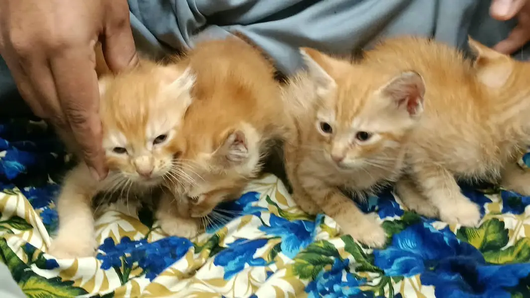 Turkish Angora kitten — photo 10