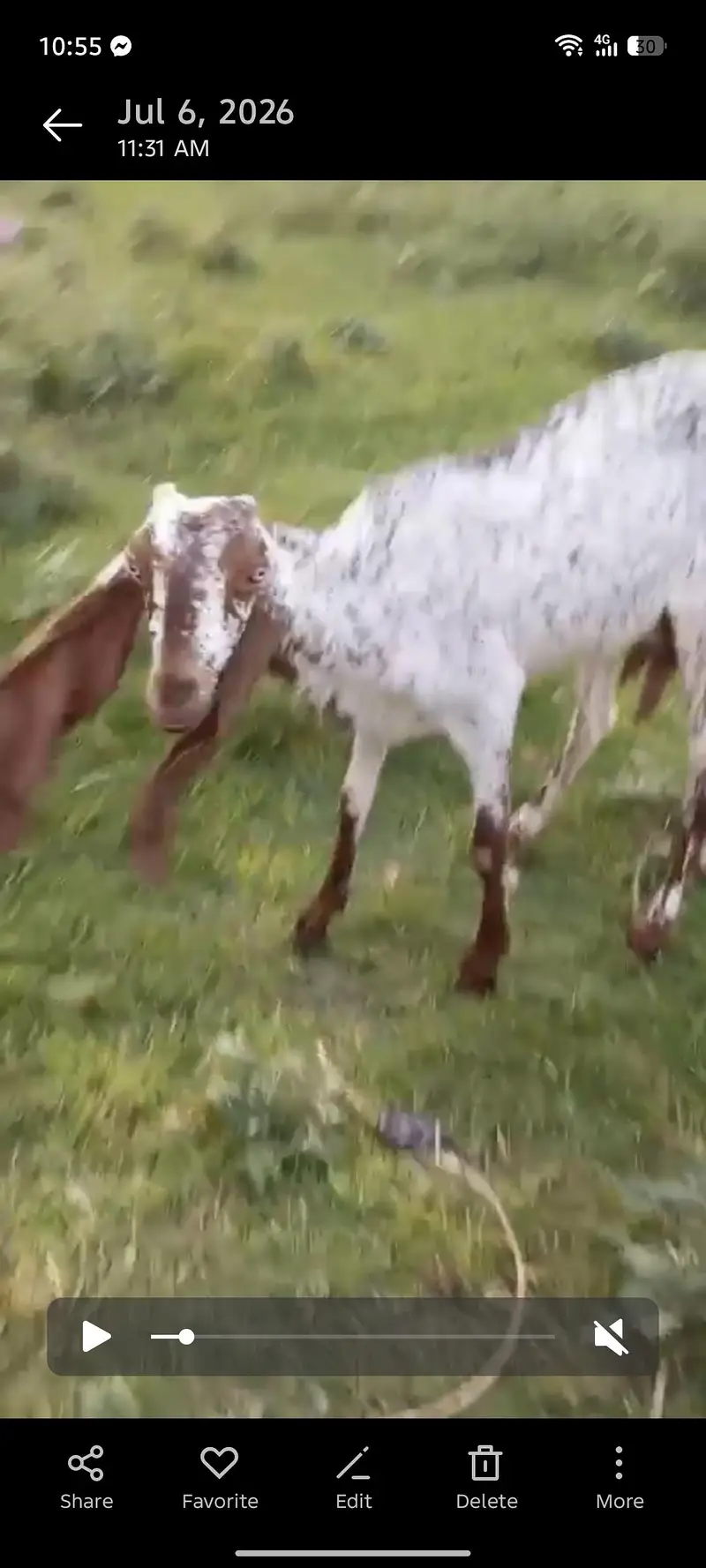 makhi chini bakri  6dant far sel Whatsapp 03469594391 — photo 2