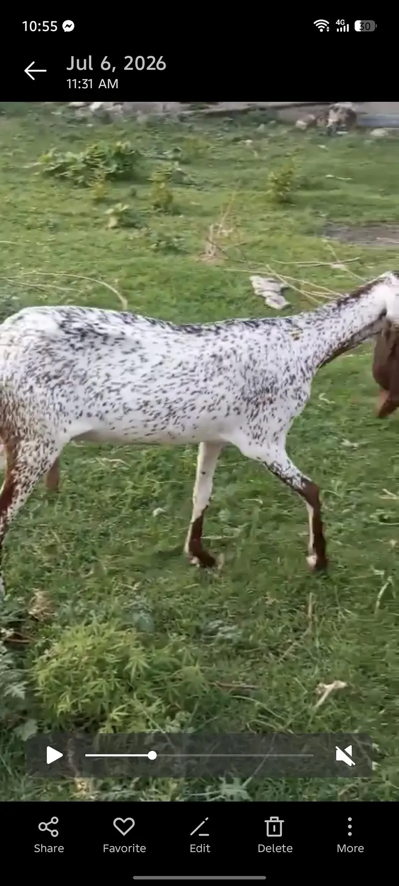 makhi chini bakri  6dant far sel Whatsapp 03469594391 — photo 3