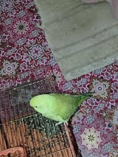 parrot