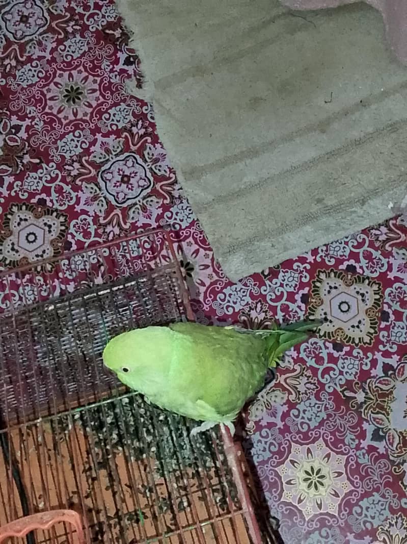 parrot 0