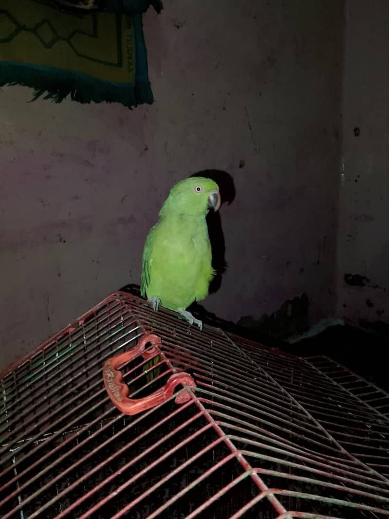 parrot 1