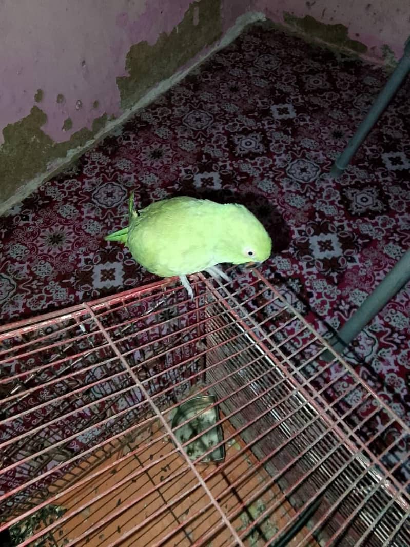 parrot 2