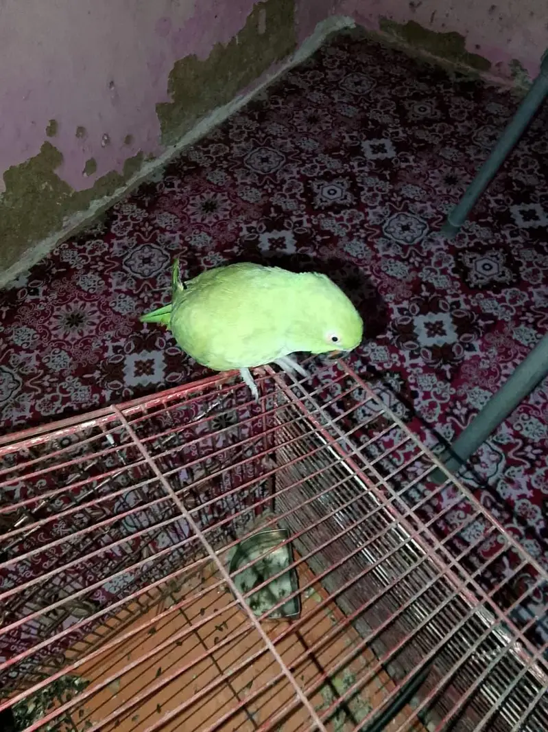 parrot — photo 3