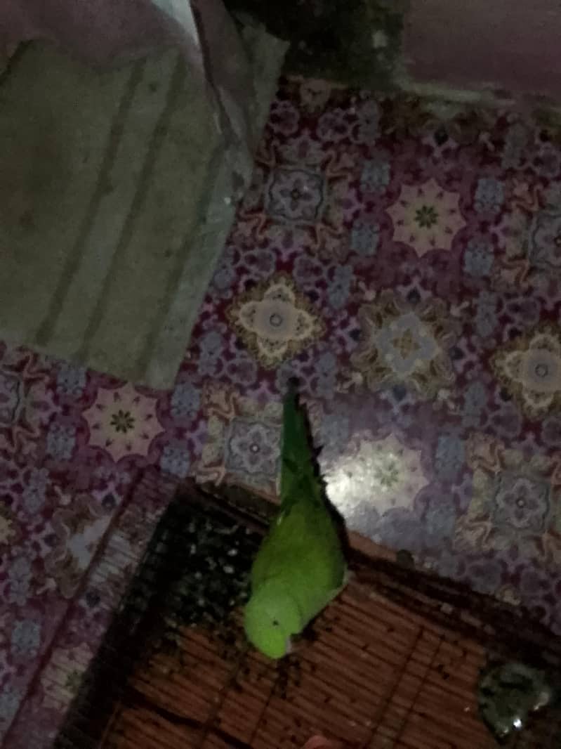 parrot 3
