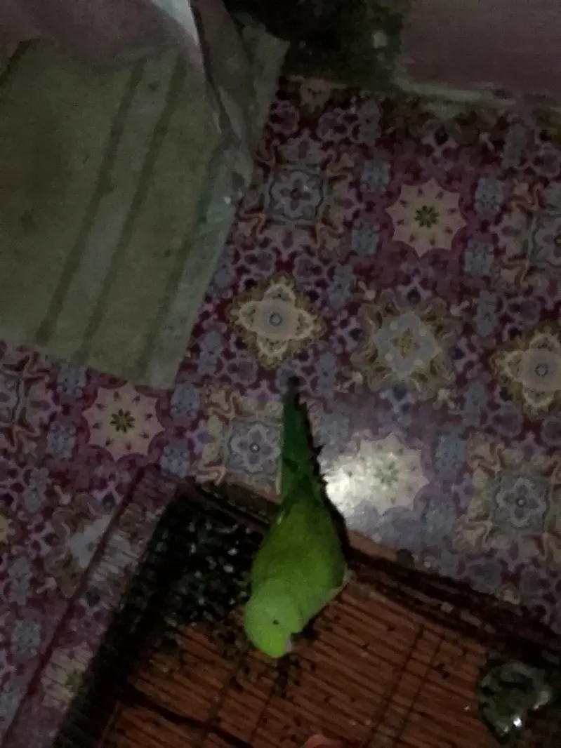 parrot — photo 4