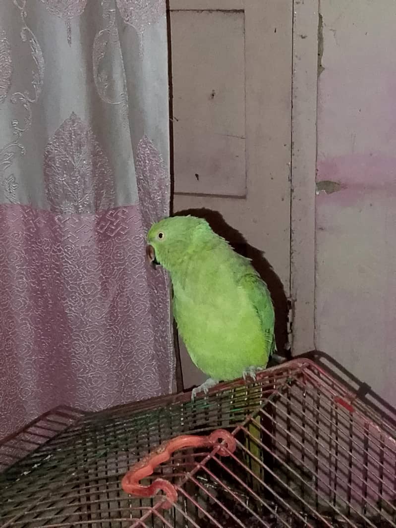 parrot 5