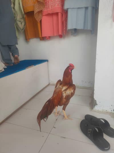 6 month cock