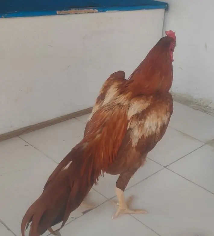 6 month cock — photo 2
