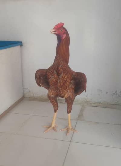 6 month cock