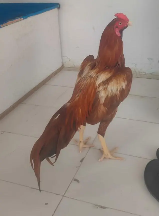 6 month cock — photo 3