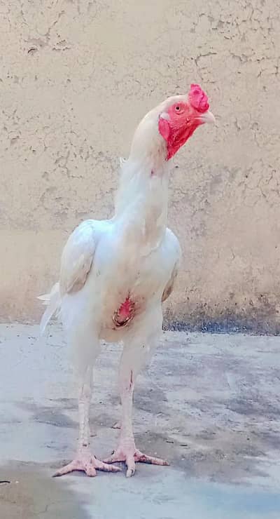 White Heera Aseel