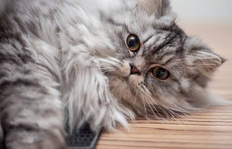 long coated furry Persian female