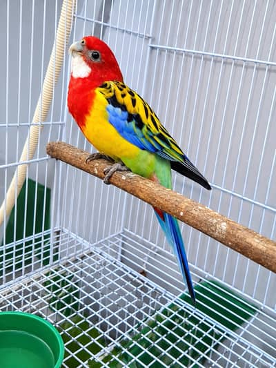 rosella parrot locking for new home