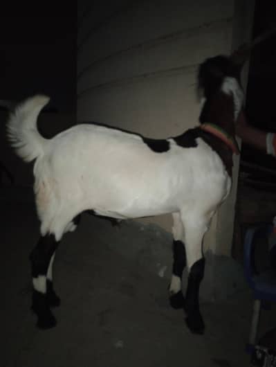 Bakra