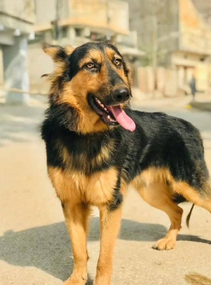 German shepherd 2