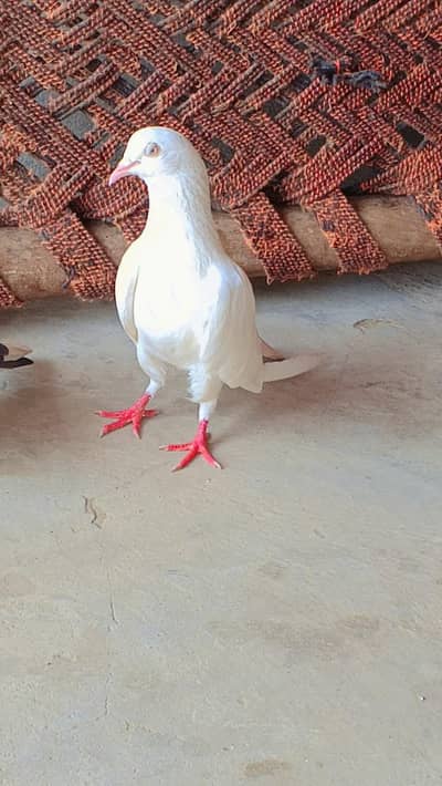 12345
