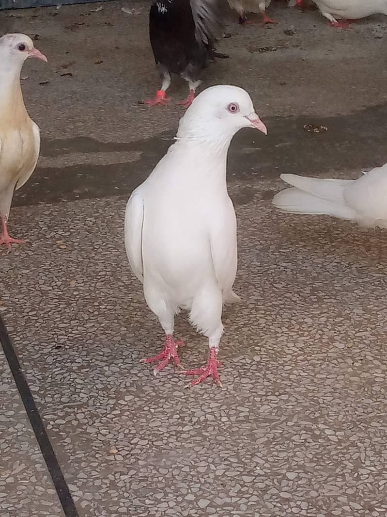 12345 4