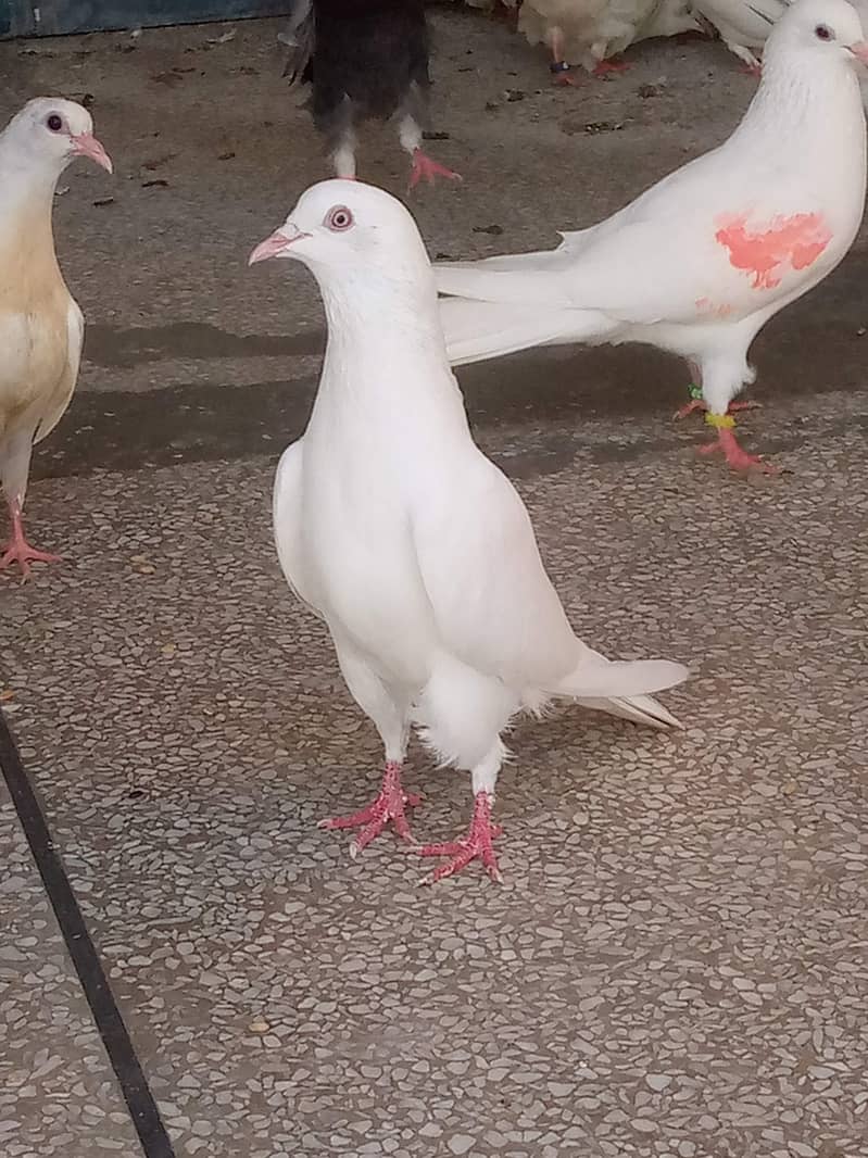 12345 5