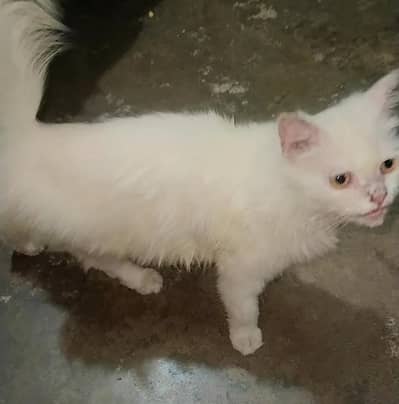 Persian Cat For Sale