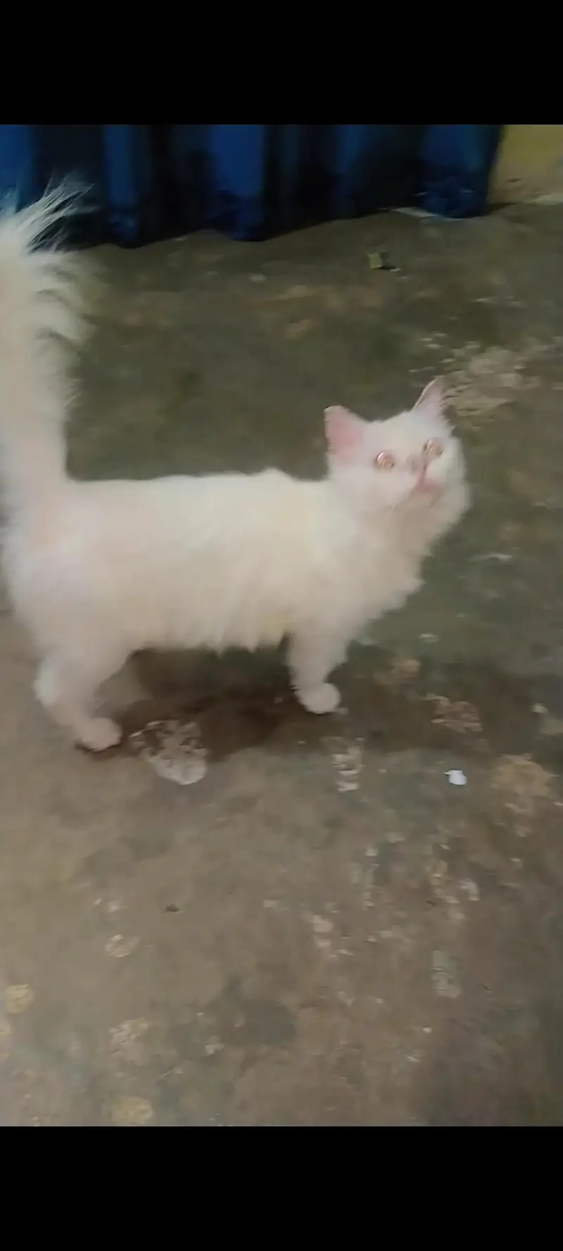 Persian Cat For Sale — photo 2