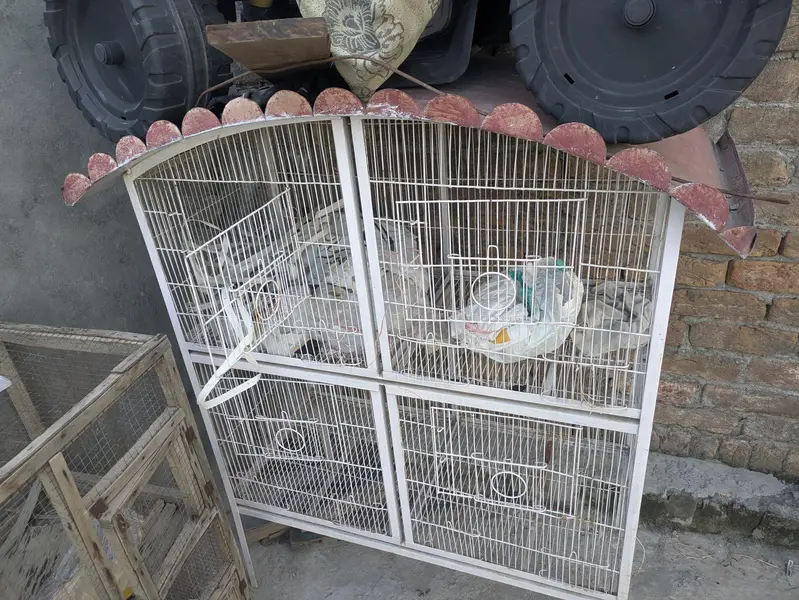 Iron cage — photo 3