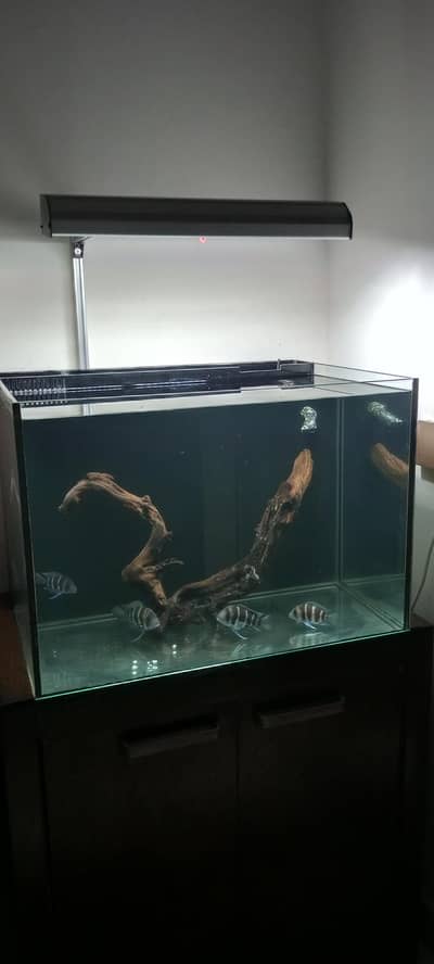 Frontosa