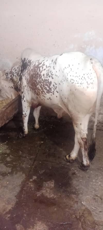 for sale havy vate
