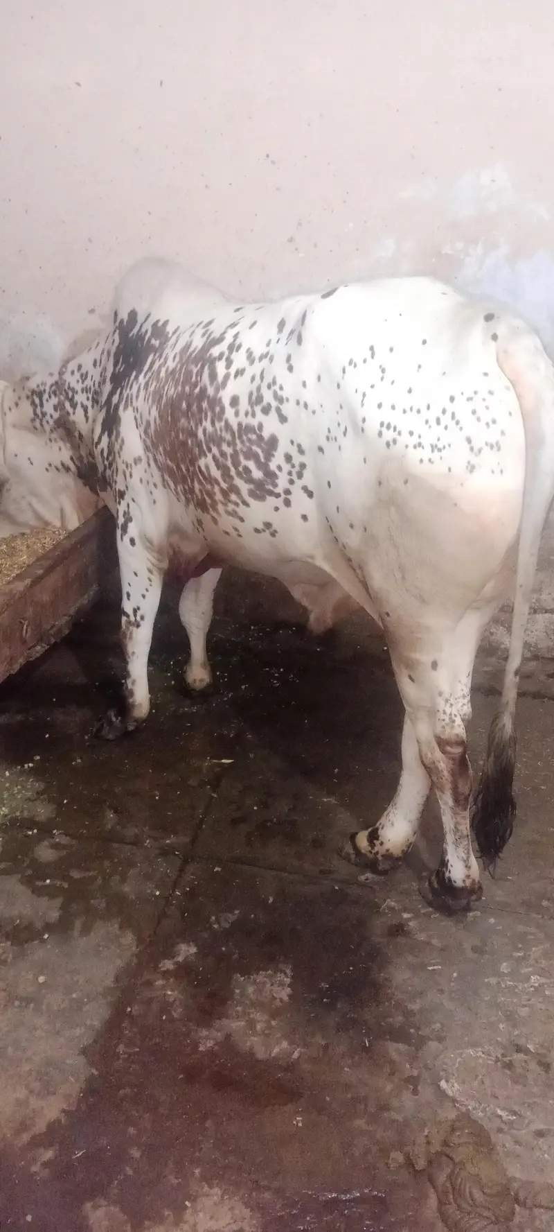 for sale havy vate