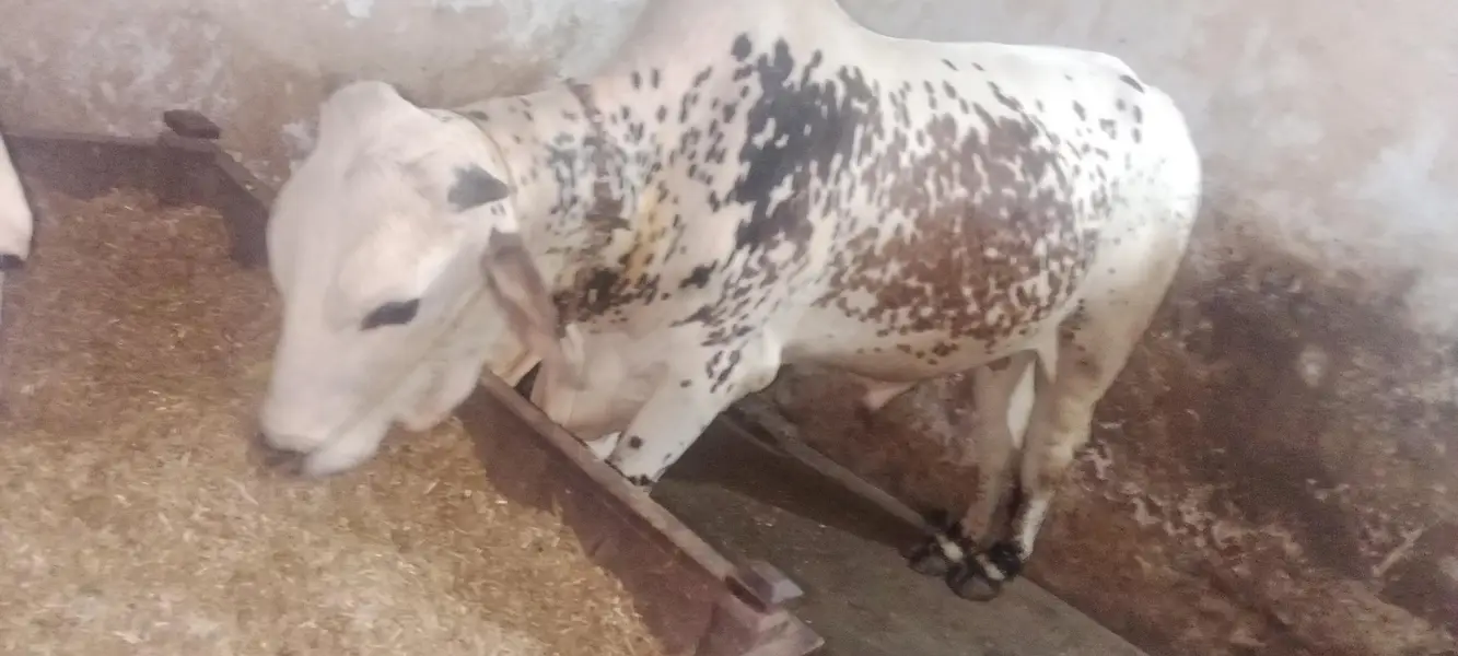 for sale havy vate — photo 3