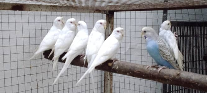 albino crusted females . lodhran city