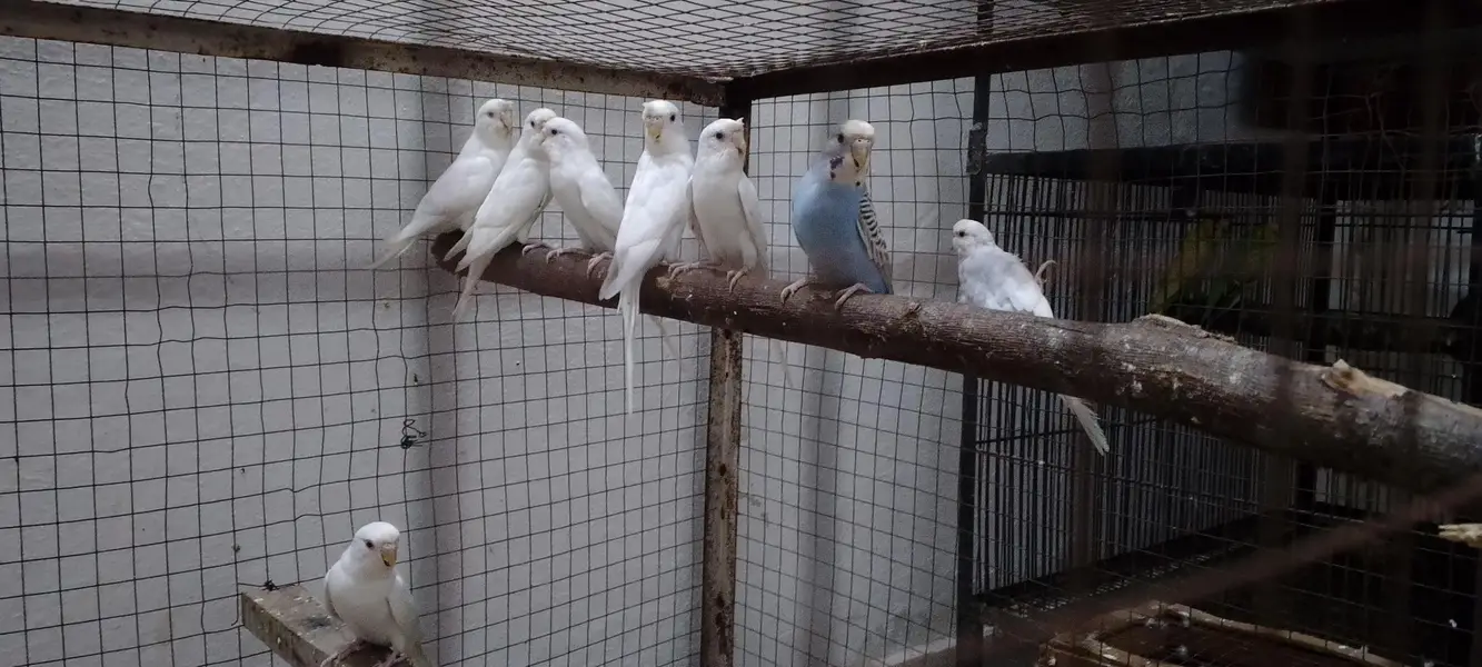 albino crusted females . lodhran city — photo 2